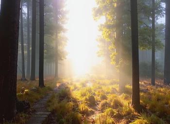 Фото 2 Охотничье угодье под ключ