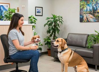 Сеть ветеринарных клиник/две клиники с аптеками