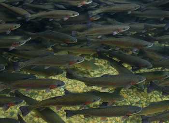 Форелевое хозяйство с каналами сбыта