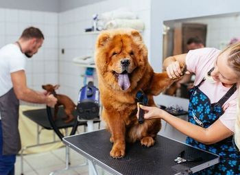 Фото 3 Груминг салон, зоосалон в приморском районе
