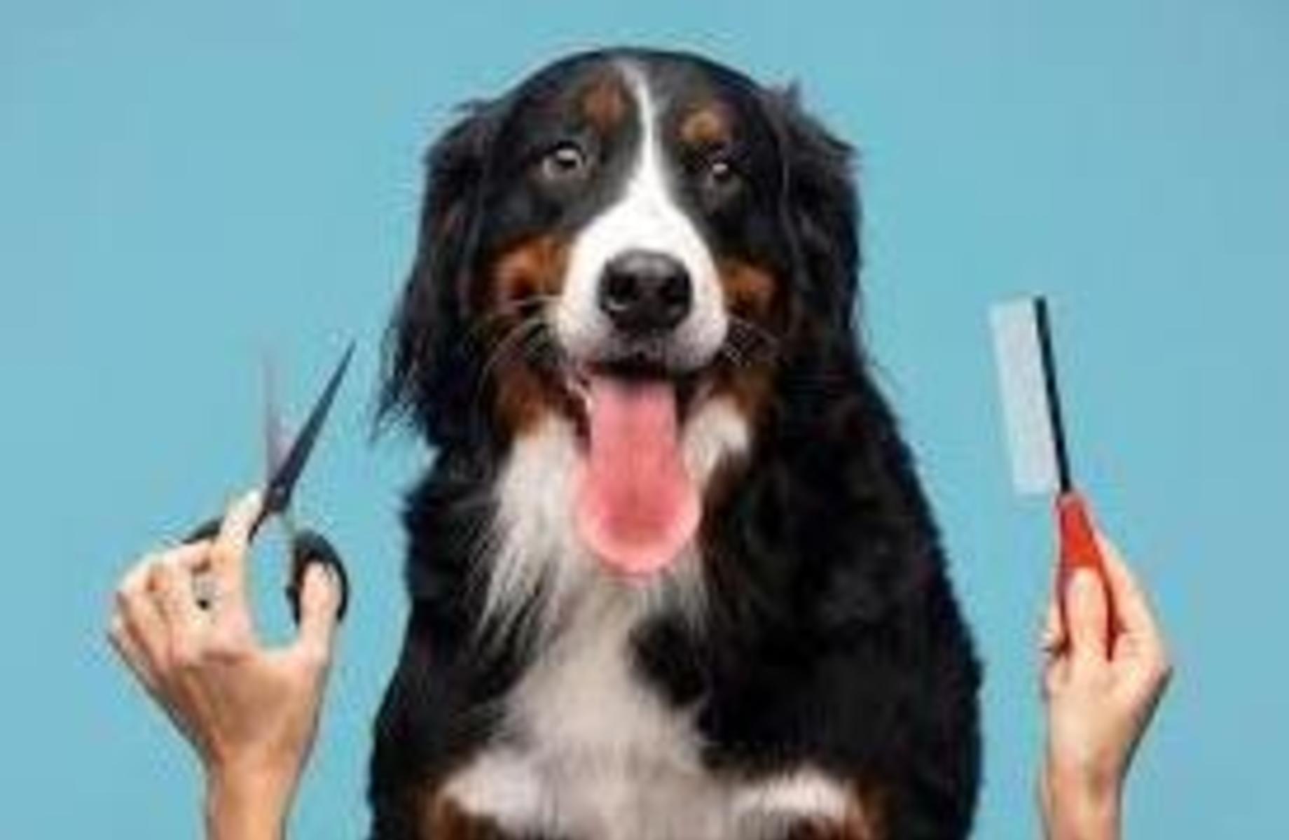 Фото 1 Салон уход для животных