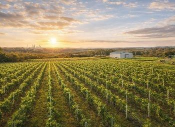 Фото 2 Виноградник под винодельню в Краснодарском крае