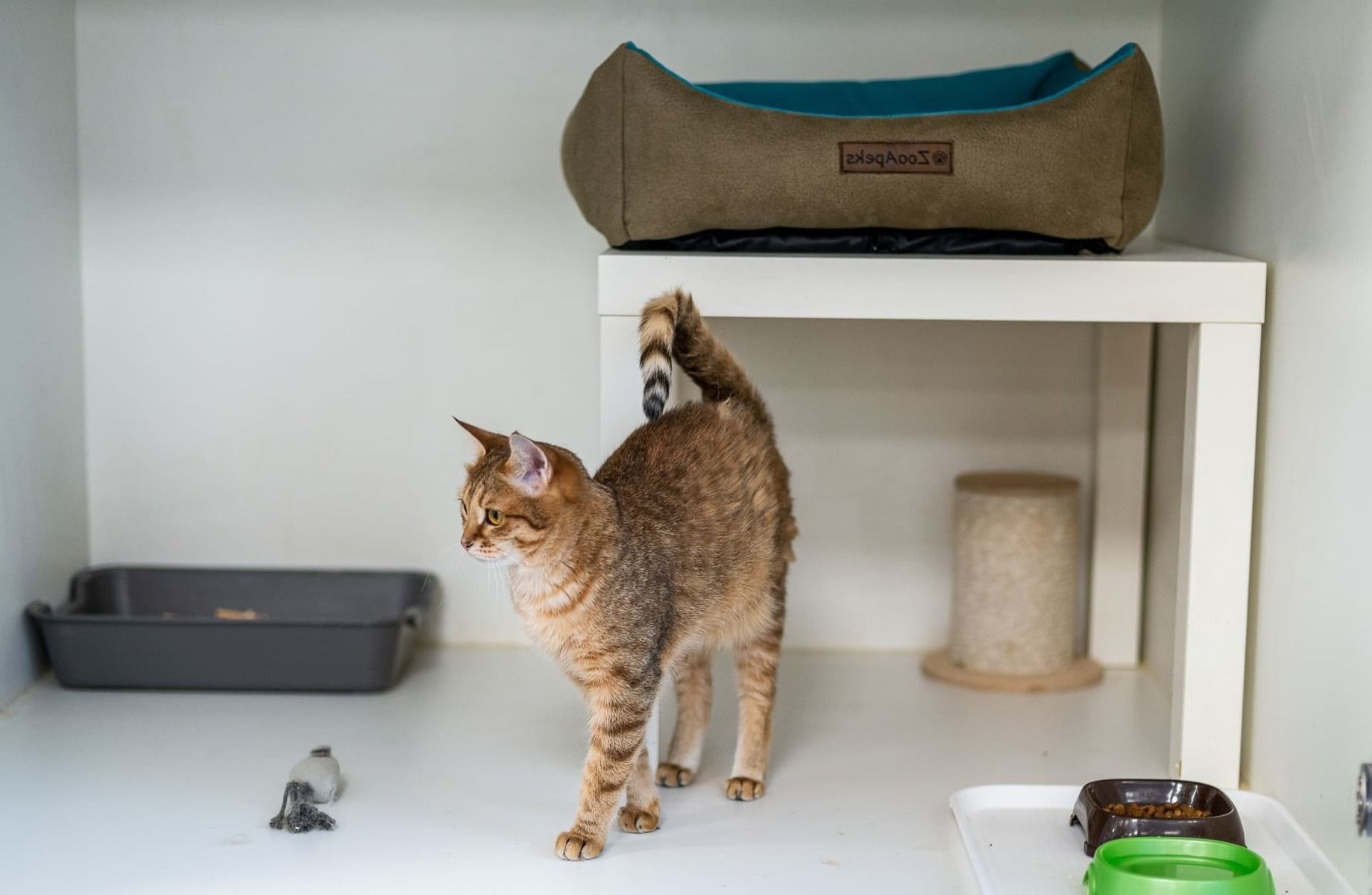 Зоогостиница в Москве