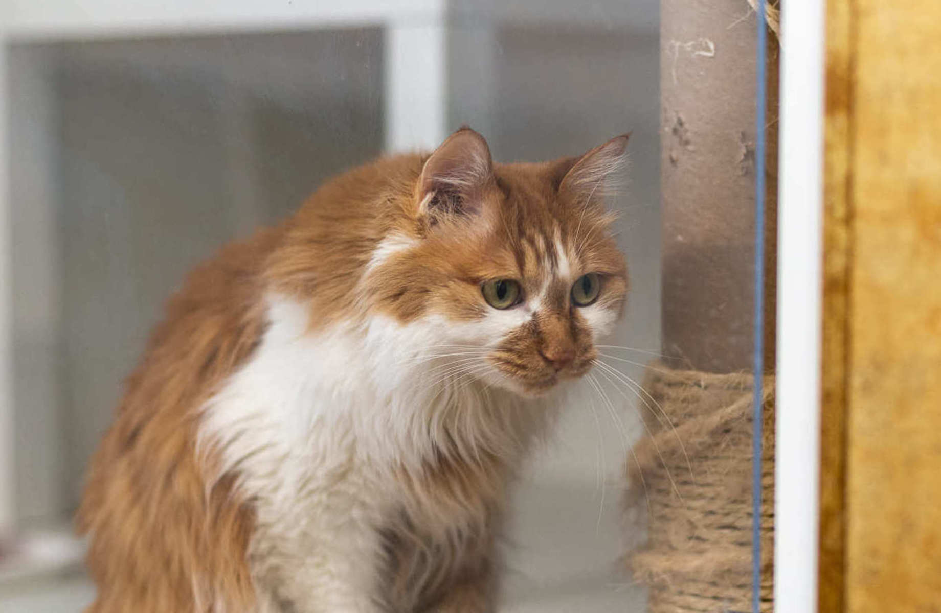 Зоогостиница в Москве