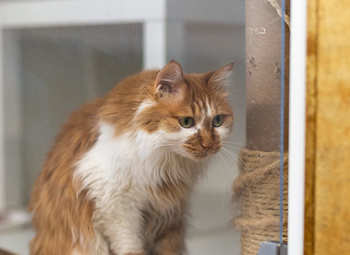 Фото 1 Зоогостиница в Москве