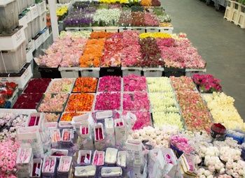 Фото 1 Цветочный бизнес с прибылью 1 млн в месяц