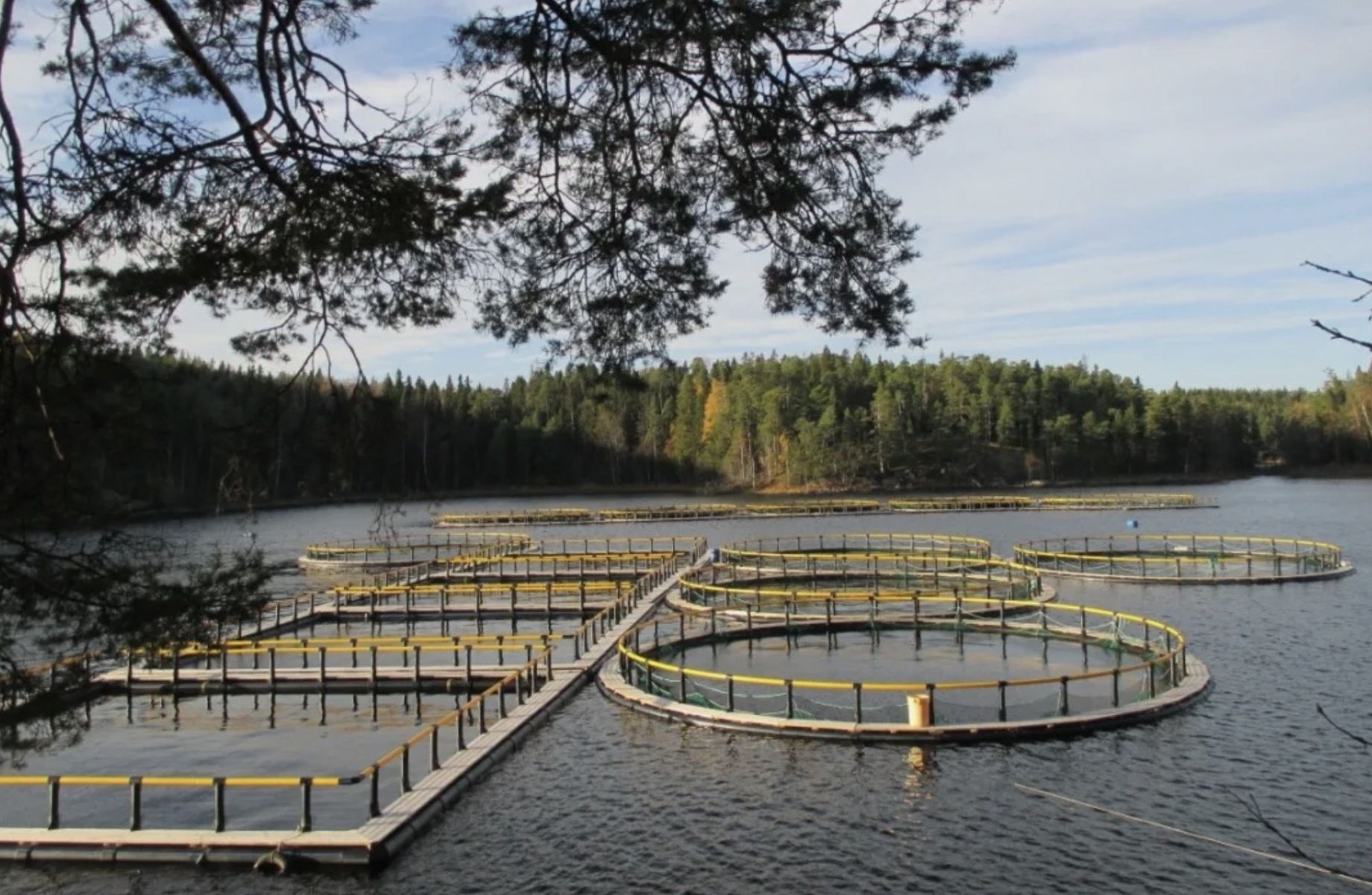 Форелевая ферма, Карелия. РБО на 320 т до 1000 т