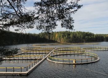 Форелевая ферма, Карелия. РБО на 320 т до 1000 т