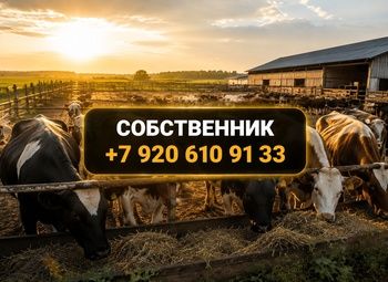 Фото 1 Фермерское хозяйство 388 Га | Земля, техника, КРС