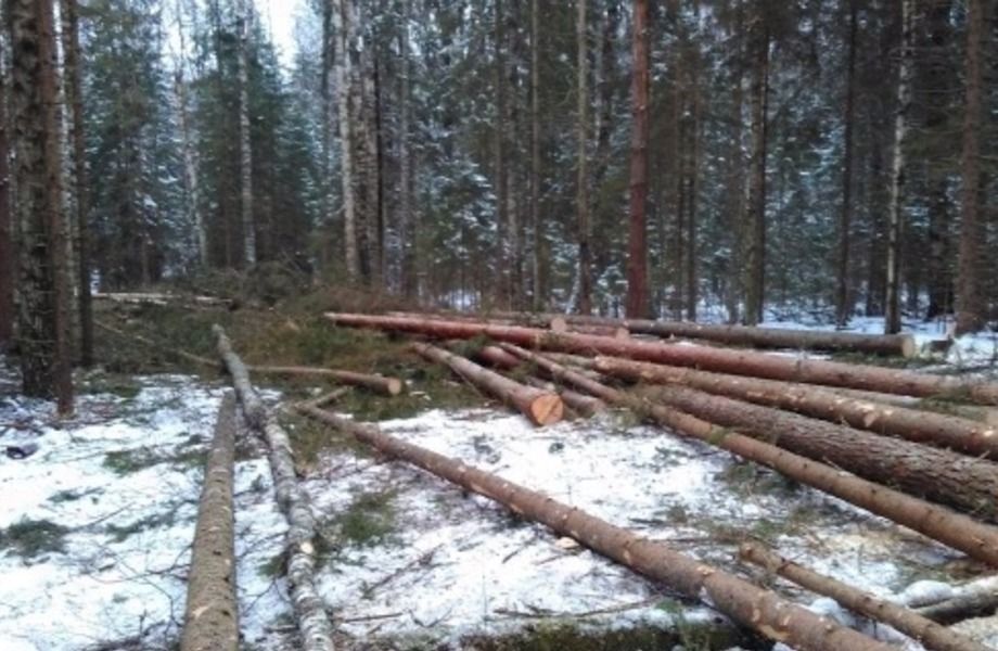 Лесозаготовка