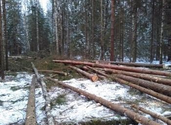 Фото Лесозаготовка