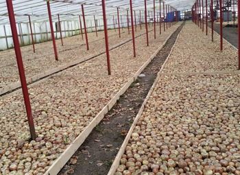 Выращивание полезной зелени в теплице