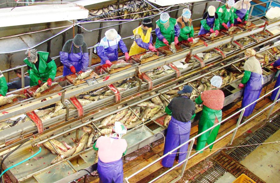 Рыбоперерабатывающий комбинат (9 лет работы)