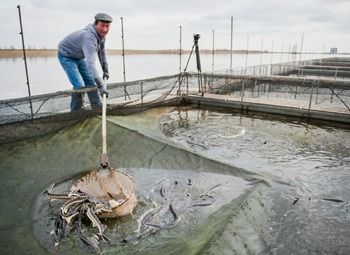 Фото Рыбоводческое хозяйство в Калининградской области