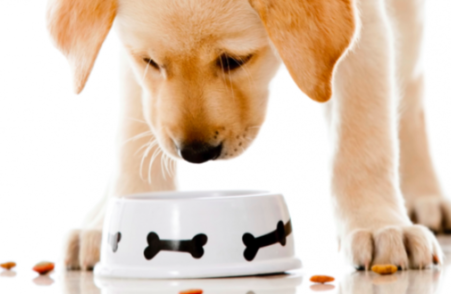 Раскрученный магазин зоотоваров для домашних питомцев