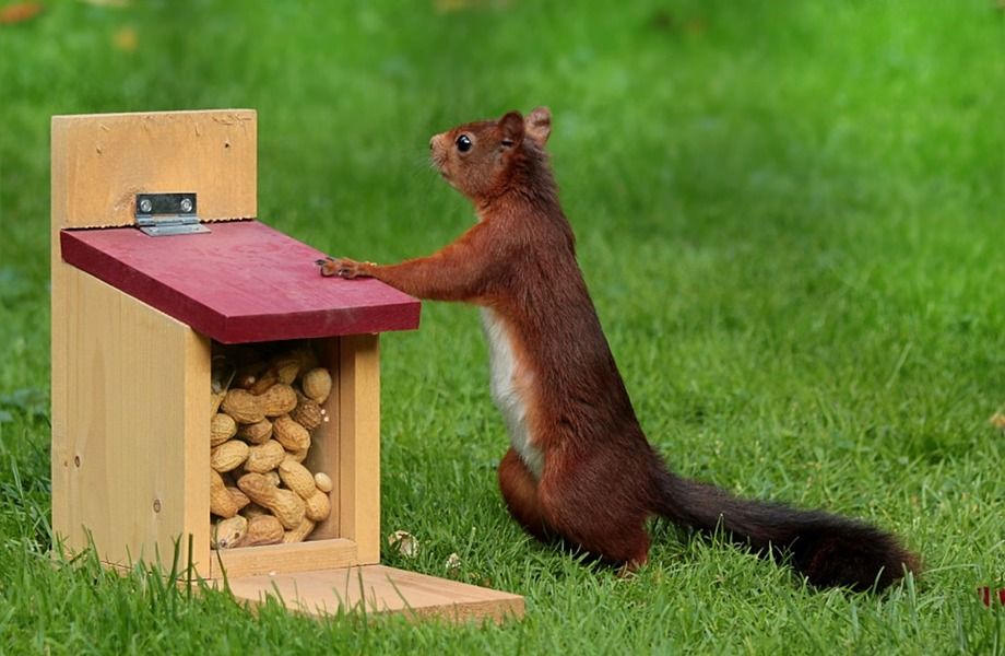 Раскрученный магазин зоотоваров для домашних питомцев