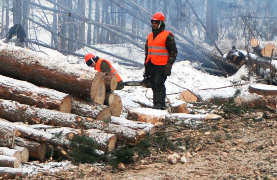 Лесозаготовка в Ленинградской области на участке в собственность