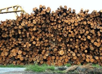 Фото Деревообрабатывающее прозводство в городе Киров