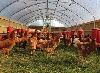 Фото Ферма с продажей собственности (курица, кролики, овощи)