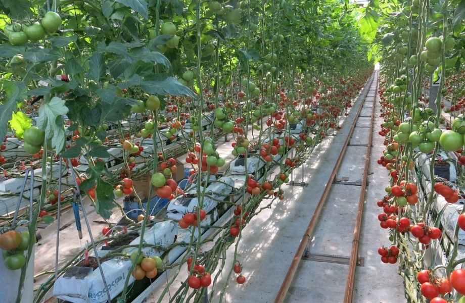 Прибыльная ферма по выращиванию овощей