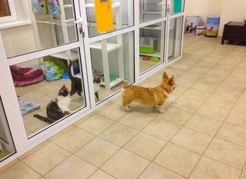 Зоогостиница с зоомагазином (3 года в работе)