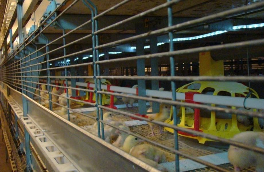 Доля в крупной действующей птицефабрике