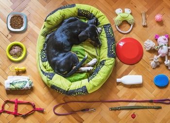 Бизнес по изготовлению зоотоваров /Прибыль 3 млн