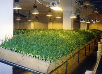 Производство зеленого лука (большая прибль)