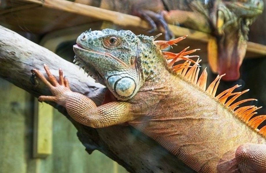 Фото 1 Действующий прибыльный интернет магазин аквариумов и террариумов
