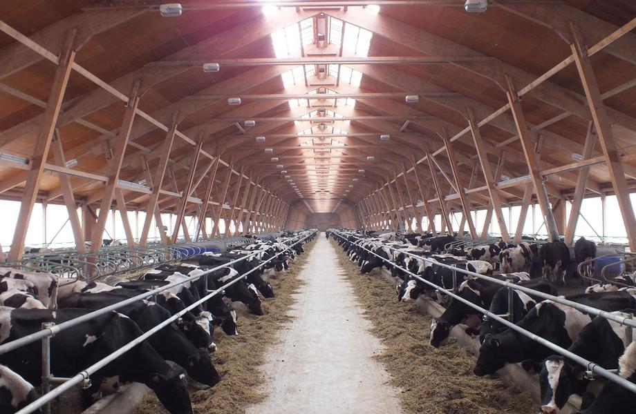 Крупная животноводческая ферма в Ленобласти