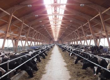 Крупная животноводческая ферма в Ленобласти