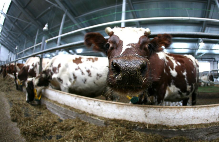 Крупная животноводческая ферма в Ленобласти