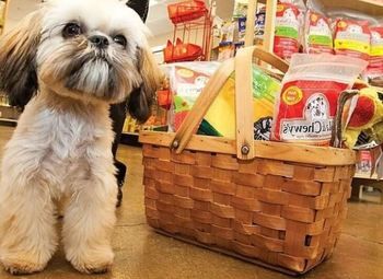 Зоомагазин в ТЦ Петергофа / Без конкурентов на весь микрорайон