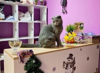 Фото Гостиница для кошек на 30 номеров (бизнесу 3 года)