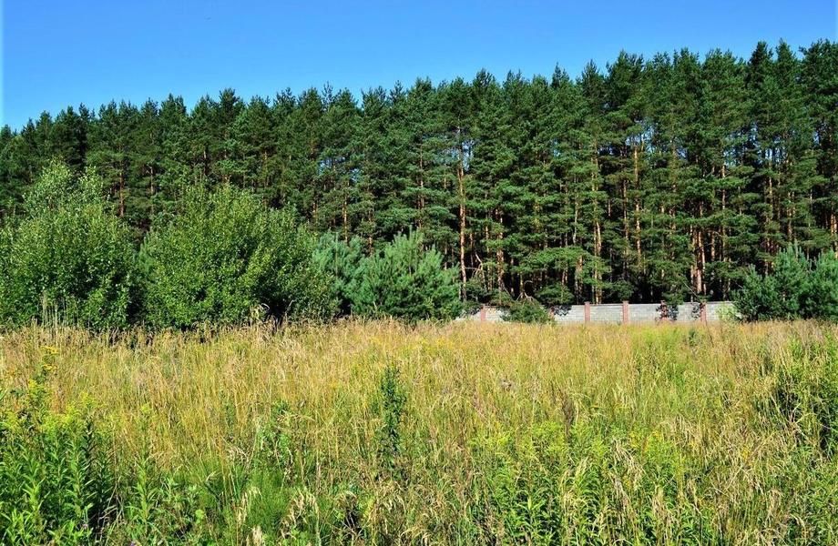 Фото 2 Участок с прекрасным видом и перспективами в с. д. Дятлицы / КФХ 10Га