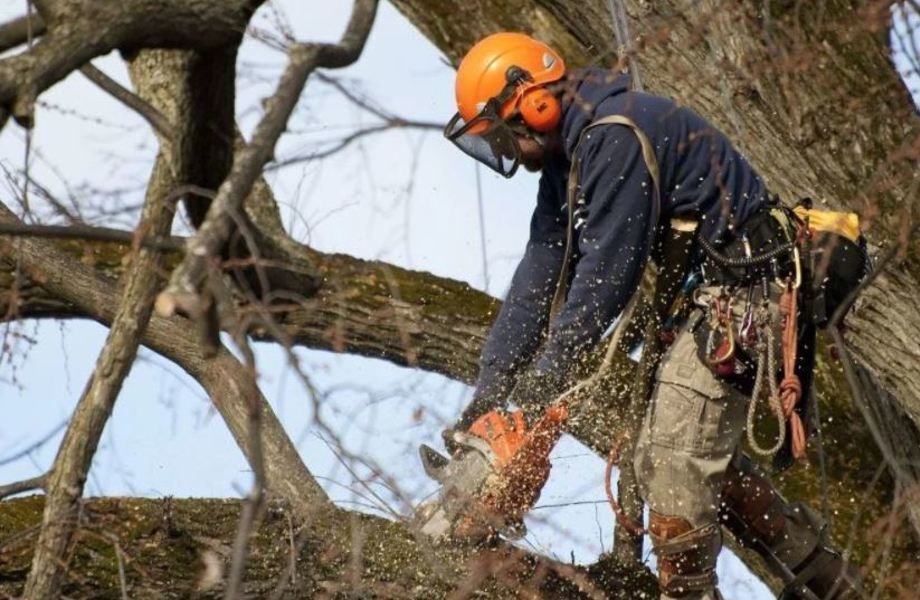 Сайт по спилу деревьев в условиях застройки 