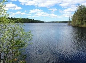 Фото Земля в собственность для базы отдыха на севере ЛО / 8 га