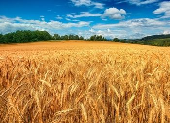 Фото Сельхоз предприятие\Элеватор\Зернохранилище