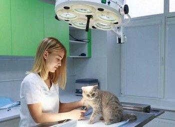 Фото Прибыльная ветеринарная клиника с расширенной лицензией