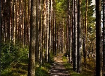 Земельный участок в собственность к югу от города, 60ГА