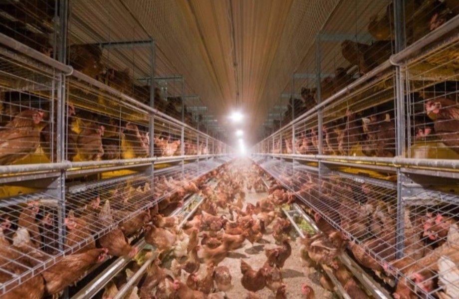 Фото 3 Животноводческая ферма в Ленинградской области / 170 ГА земли