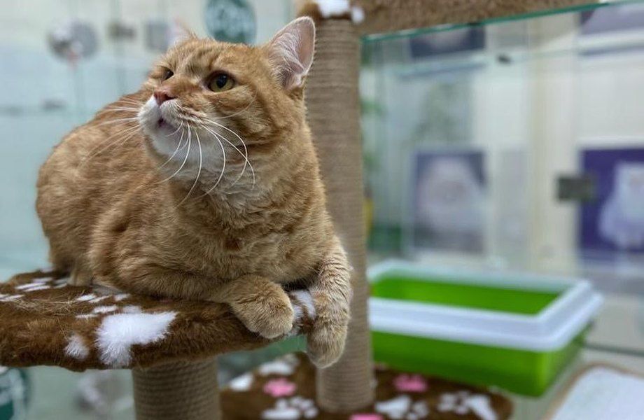 Фото 3 Зоогостиница в центре города с многолетней историей