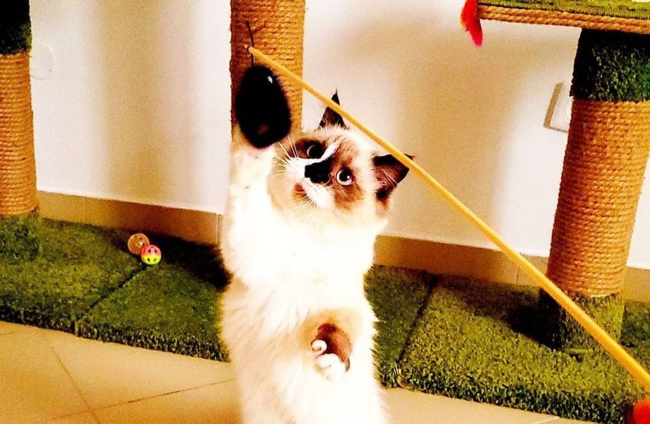 Фото 2 Зоогостиница в центре города с многолетней историей