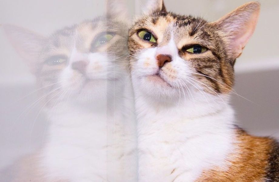 Фото 1 Зоогостиница в центре города с многолетней историей