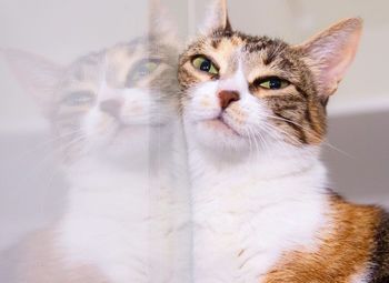 Фото Зоогостиница в центре города с многолетней историей