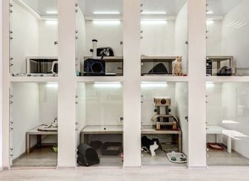 Гостиница для животных + грумер салон