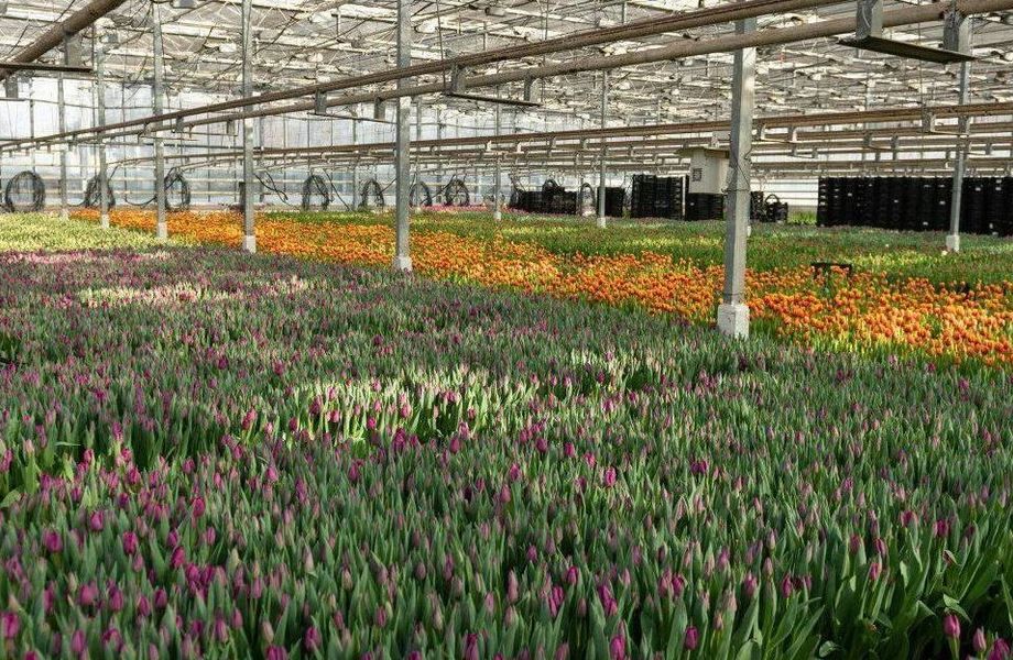 Оранжерея по выгонке цветов